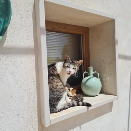 Casa 44gatti